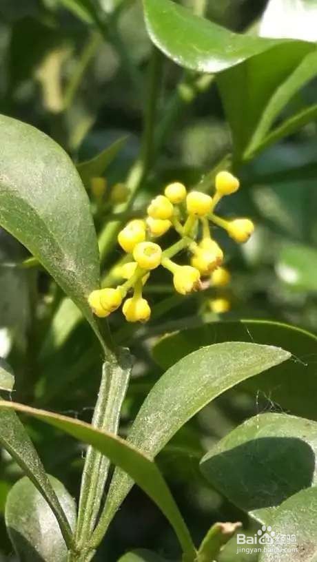 米兰浇点酸酸水，能开上千朵花，满屋子都是香味