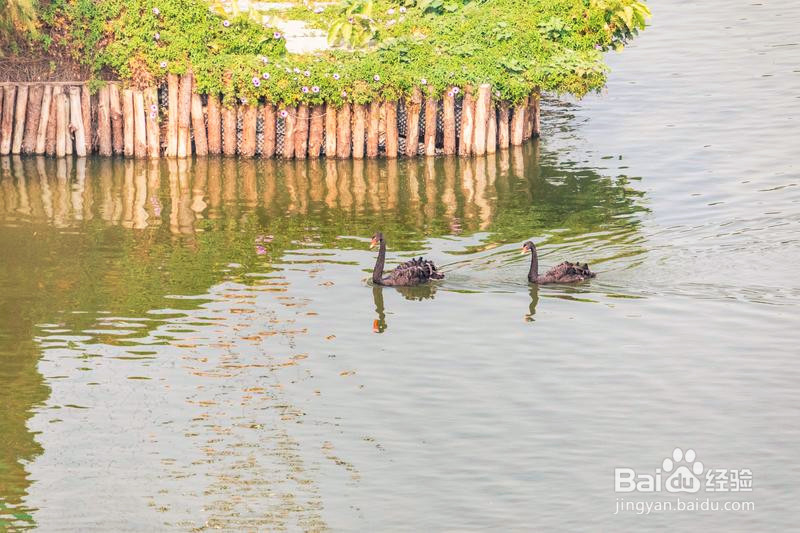 广州长隆野生动物世界攻略1