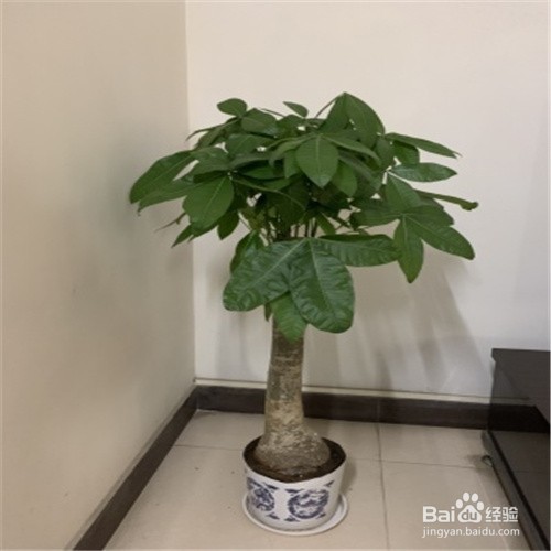 发财树根腐烂最快的处理方法