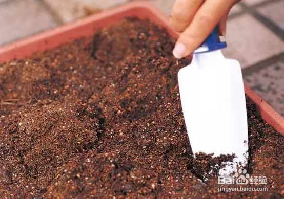 花花草草怎么播种长大