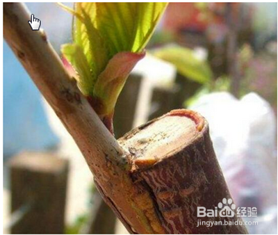 樱花嫁接时间和方法