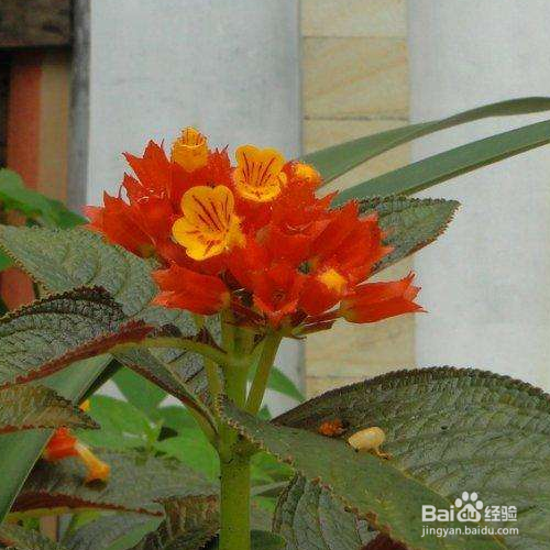 金红花的养殖方法和注意事项