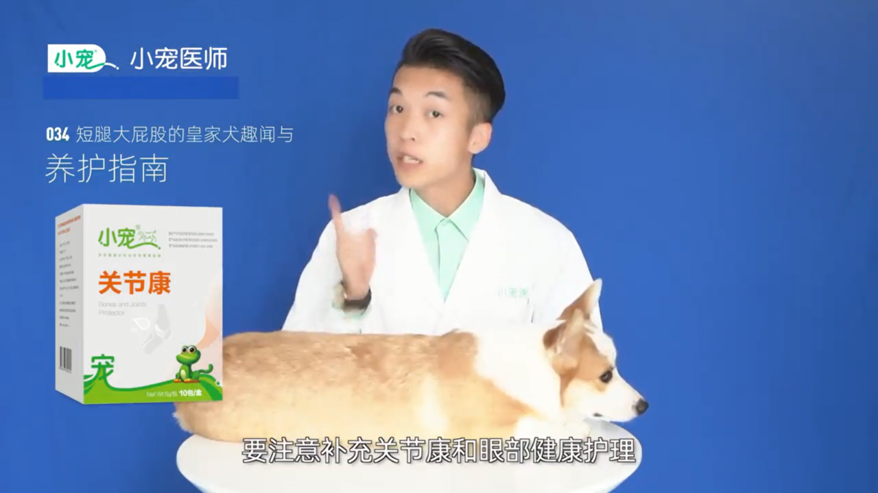 柯基趣闻与养护指南是什么