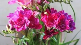 3种花比香水好闻，随便养1盆，异味跑光光