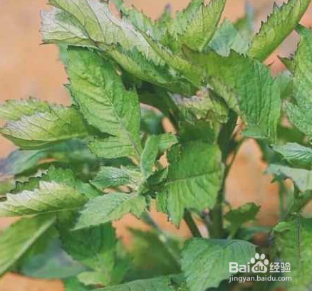 春天适合吃什么野菜