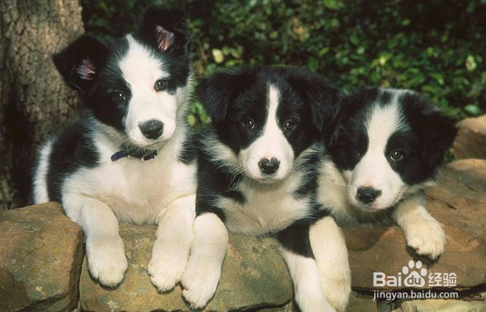 如何在狗市上挑选一只边牧