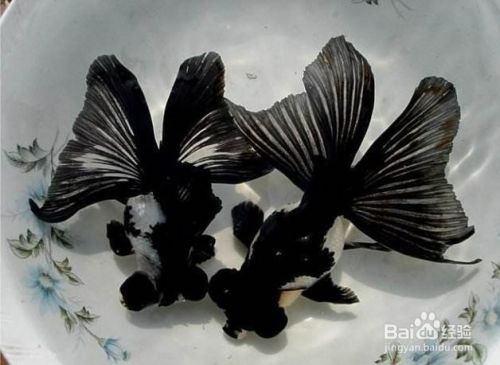 容易饲养的金鱼品种有哪些 百度经验