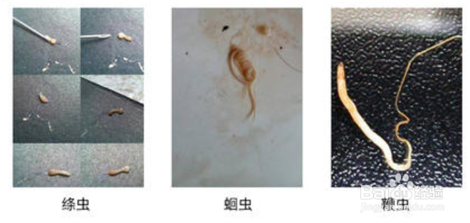 猫拉虫子长条白色的怎么办