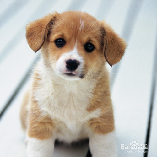 怎么给狗狗毛发护理?