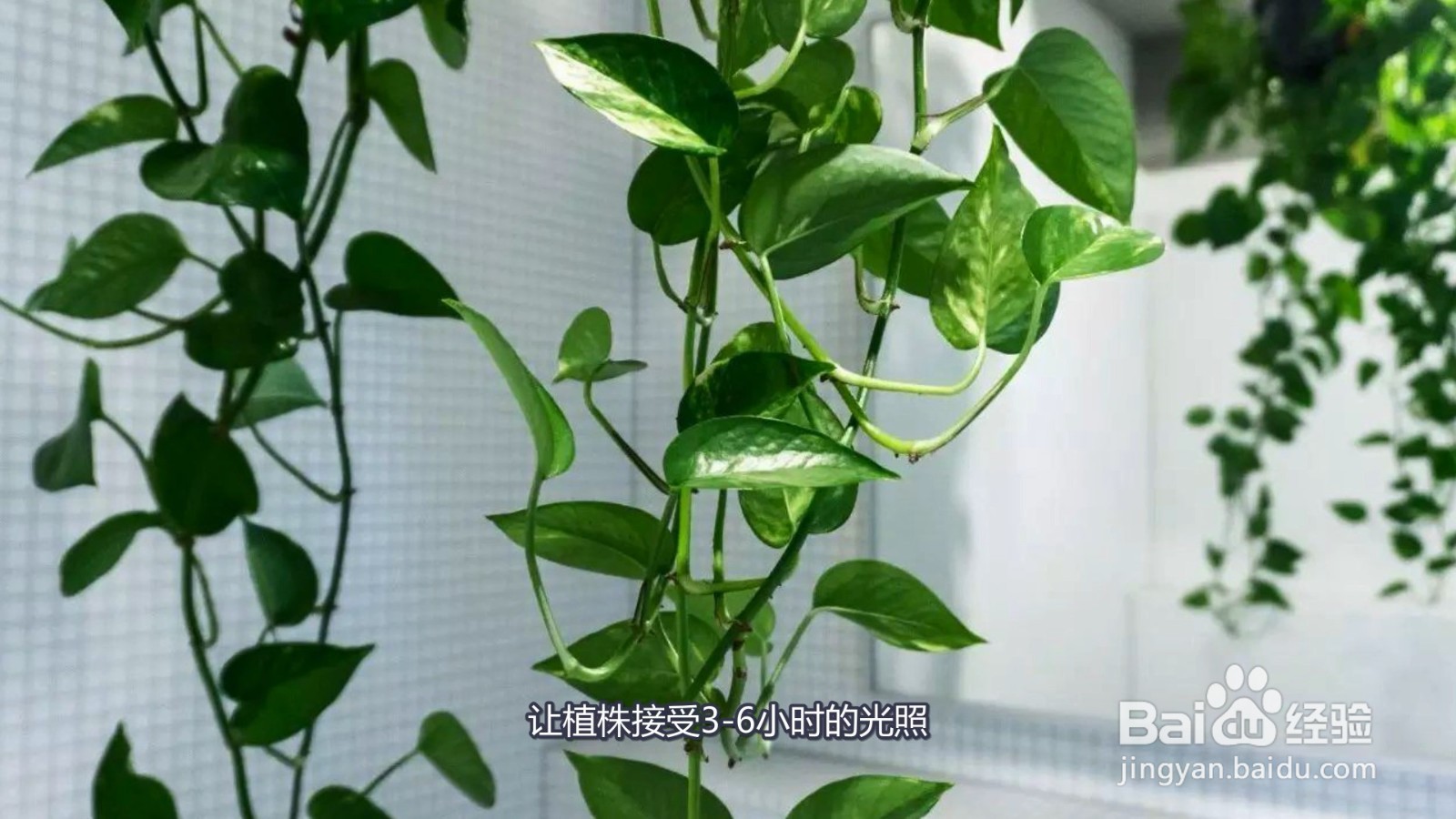 绿萝叶子有黑斑是什么原因怎么办