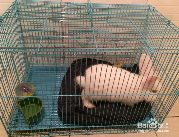 兔子打喷嚏怎么办