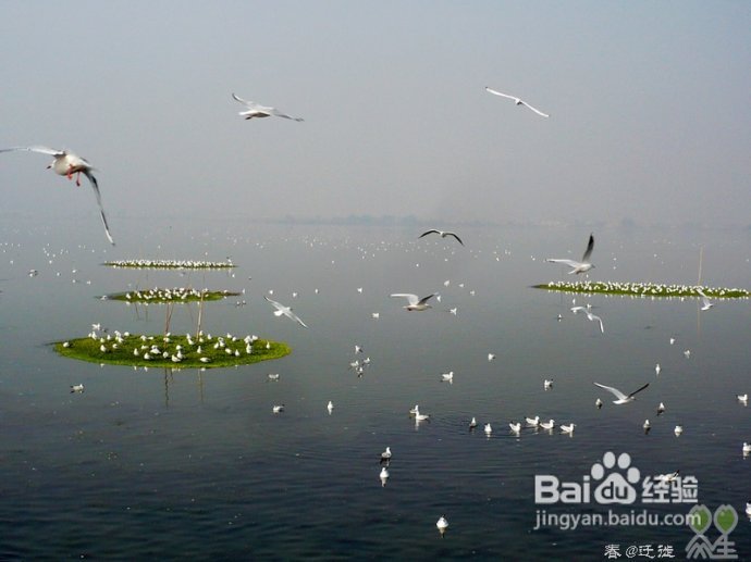 【春的迁徙】冬日，昆明观鸥攻略