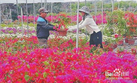 三角梅的寿命是多少年？