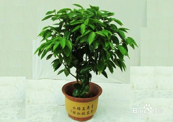 新装修怎样去除甲醛的9个纯天然方法