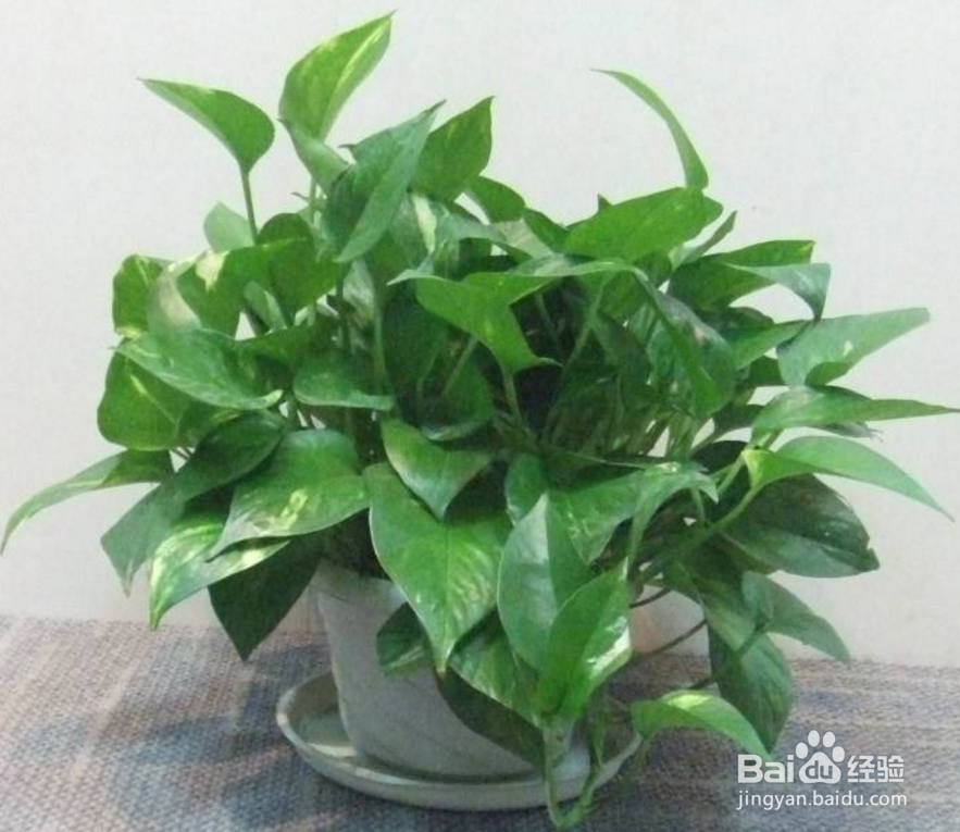 快速清除室内甲醛的几种“小偏方”