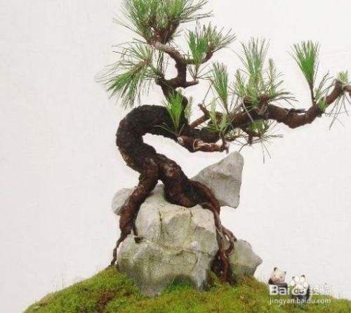 马尾松盆景怎么种植 百度经验