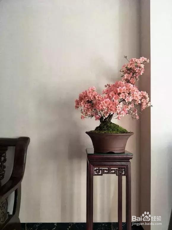 花谢后，剪下“花后枝”，插土里，来年花满盆！