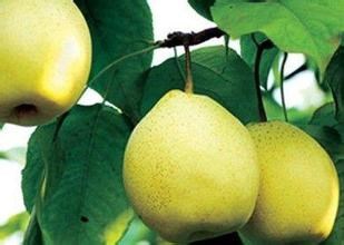 如何吃梨可以对身体最有益处?