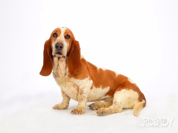 狗狗患了肿瘤怎么办