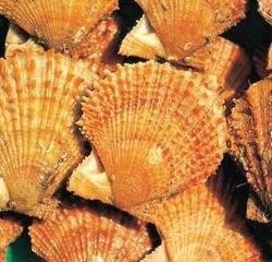 海湾扇贝的辨别方法