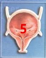 半夜遗尿是什么原因?