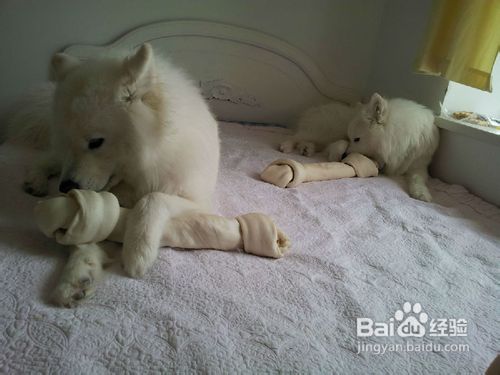 训练两只宠物萨摩耶和平相处的方法