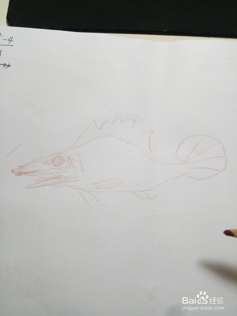 简笔鳜鱼画法