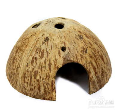 睡鼠怎么饲养？