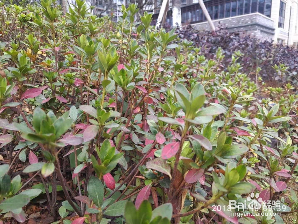 绿化中春鹃（毛鹃）和夏鹃有什么不同怎么区分？