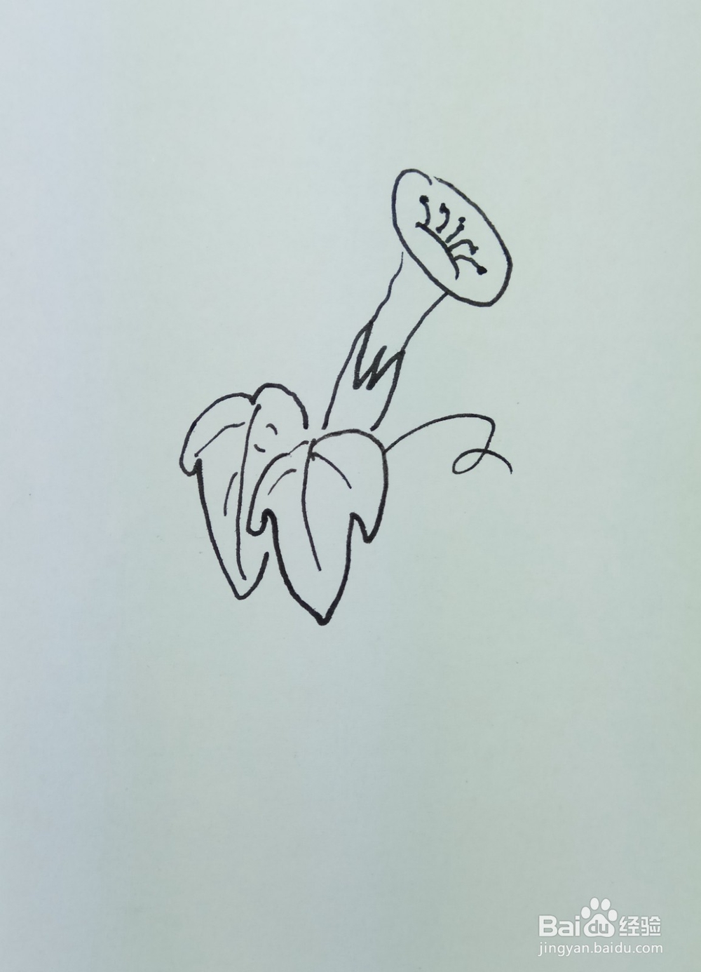 怎样画简笔画“漂亮的牵牛花”?