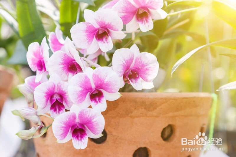 兰花根死了怎么救