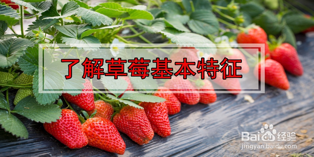 如何在阳台种植草莓