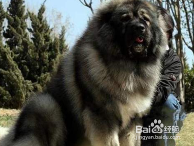 高加索犬怎么喂养