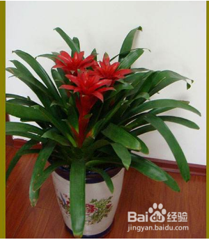 鸿运当头养殖方法