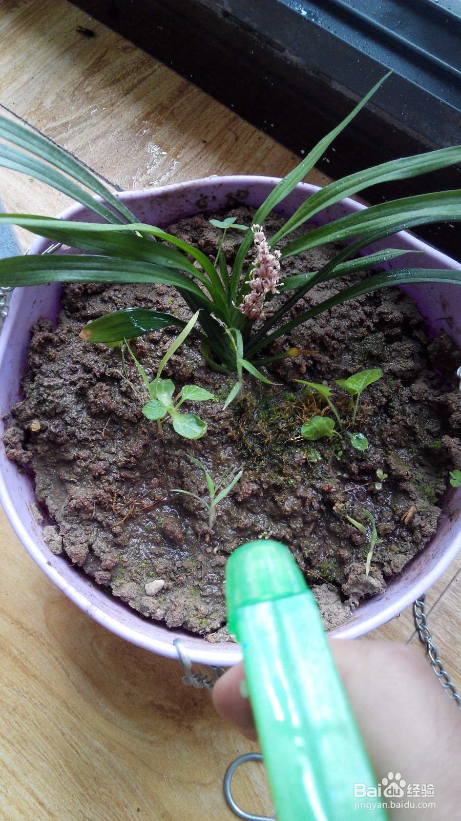 如何创意种植青苔
