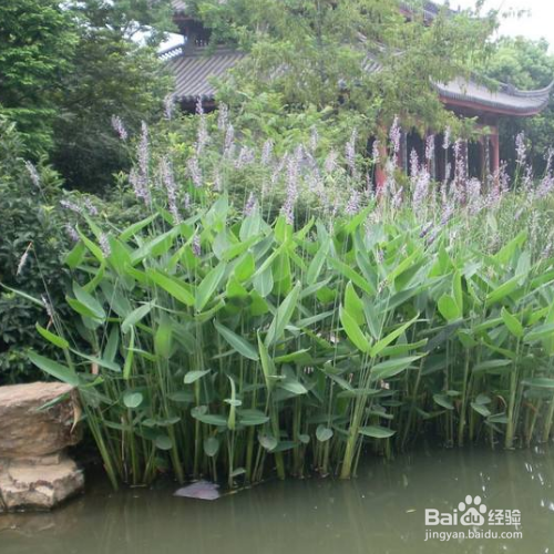 再力花的养殖需要注意什么？