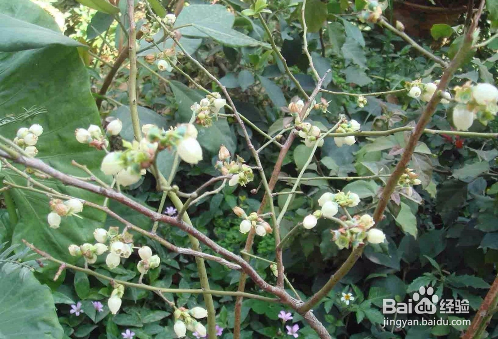 蓝莓开花怎么授粉