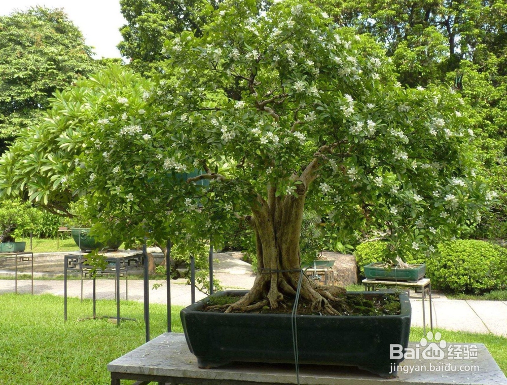 九里香怎么扦插