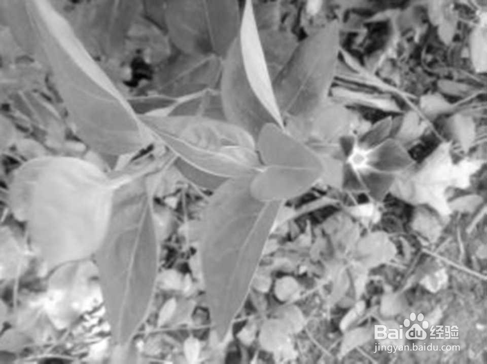 如何轻松将彩色图片变成灰白图片?