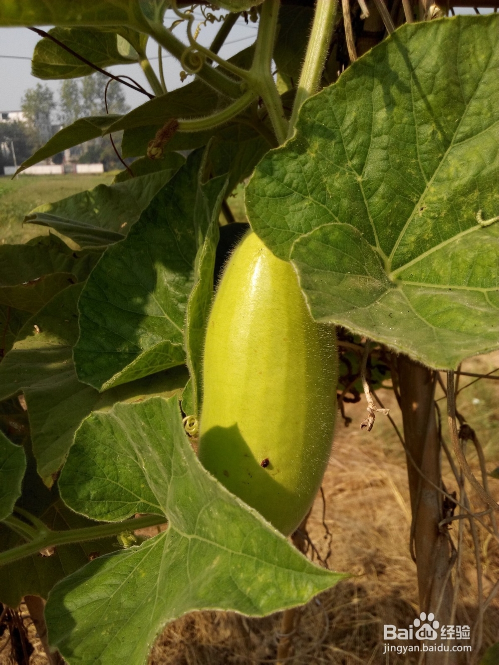 周末去哪里——带孩子去田间走走