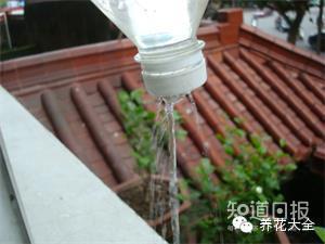 冬季养花7大法宝,小心你的花熬不到春天!