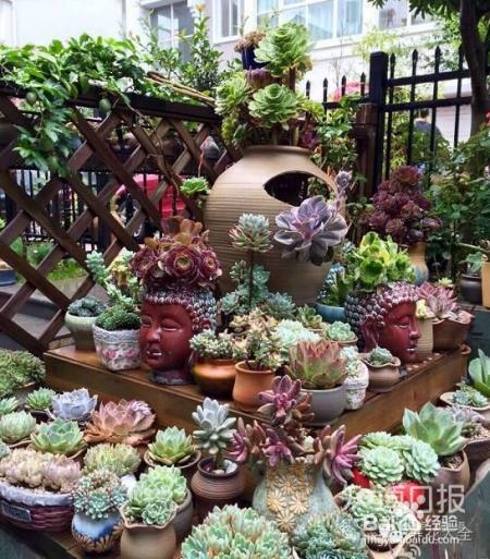 双十一剁手的钱省下来，可以建一个多肉花园了！