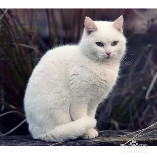 如果小猫咪拉的屎有一点稀怎么办呢？