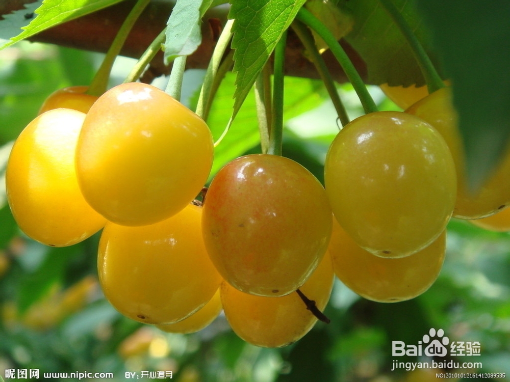 樱桃的食疗六大功能