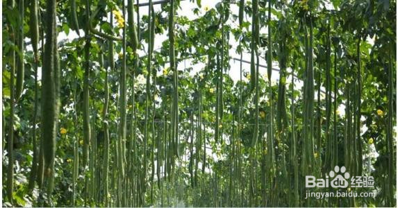 丝瓜水如何保存