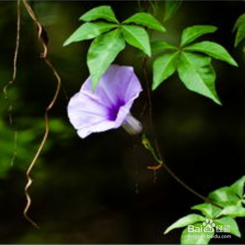 五爪金龙怎么养?