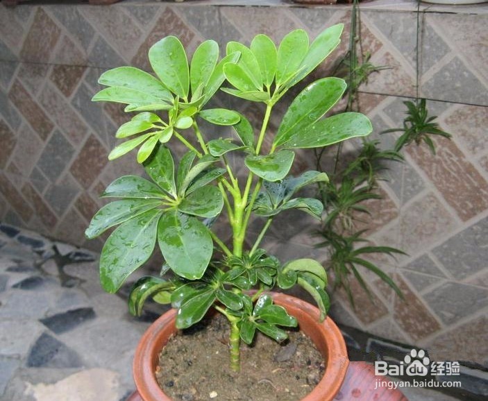 小叶发财树的养护与繁殖