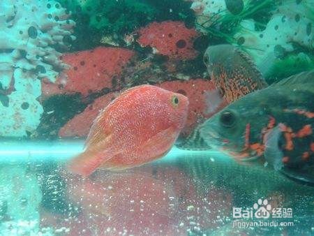 检查病鱼的程序有哪些