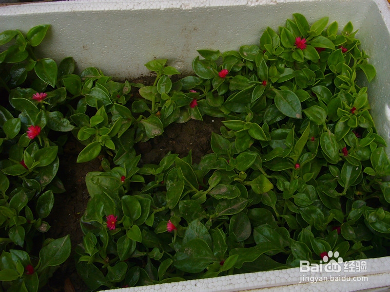 爽口凉菜——生拌穿心莲