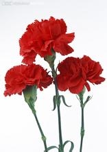 不同种类花的花语